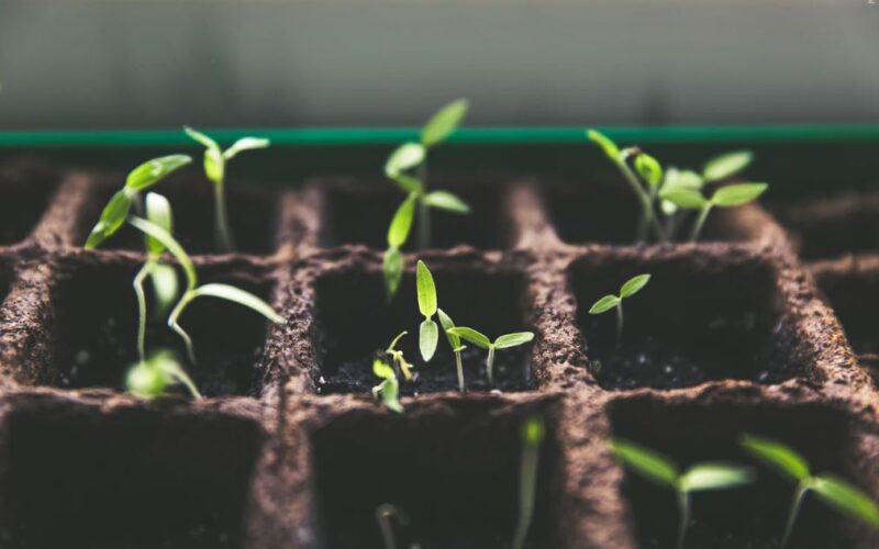 Wie man Kräuter anbaut – Tipps für neue Gärtner